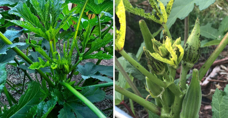 What Ants Swarming Your North Carolina Okra Stems In Summer Are Really Telling You About Your Garden