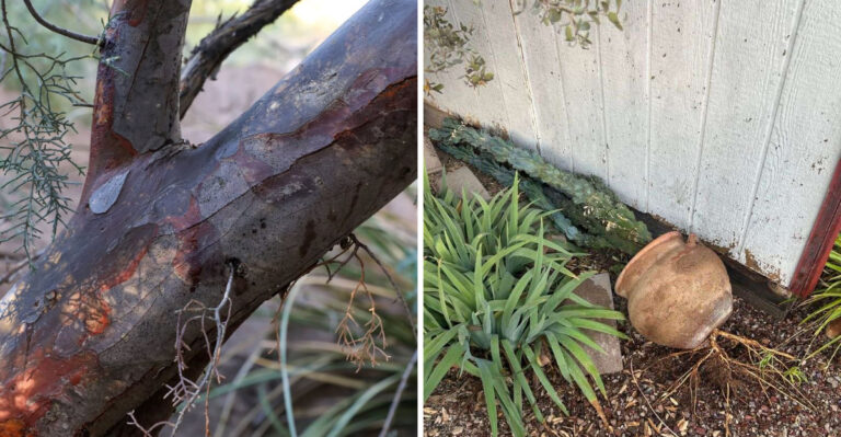 What Arizona Dust Storms Really Do To Garden Plants And How To Protect Them