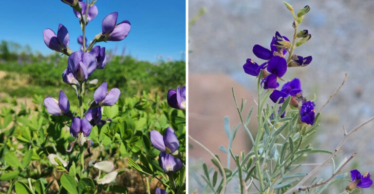 What Arizona Gardeners Plant Instead Of Mexican Primrose For Coverage Without The Chaos