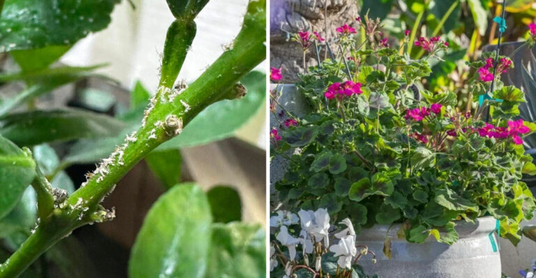 What Arizona Gardeners Should Do Before Buying Large Nursery Plants In Summer