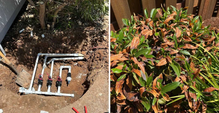 What Arizona Gardeners Should Do Before The Next 110 Degree Heatwave