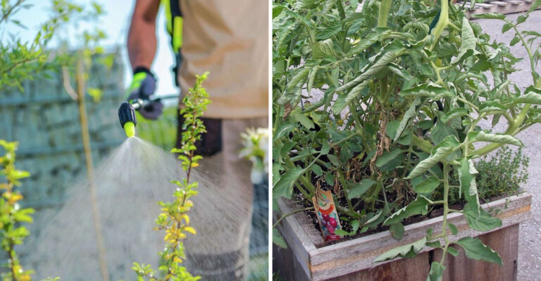 What Arizona Gardeners Should Stop Doing Before August Extreme Heat Arrives
