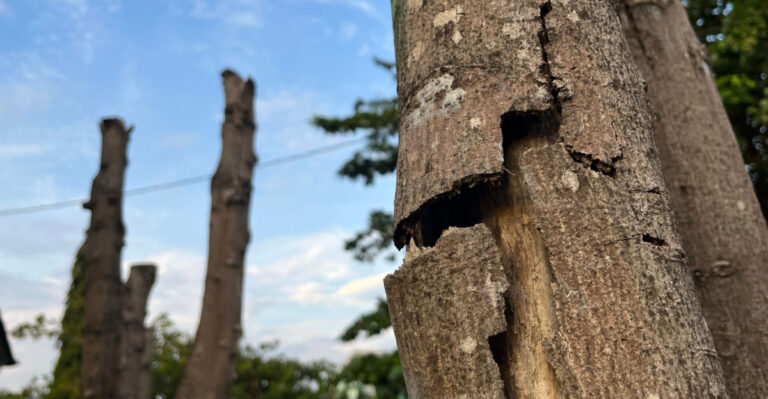 What Arizona Homeowners Should Know About Bark Splitting During Extreme Heat