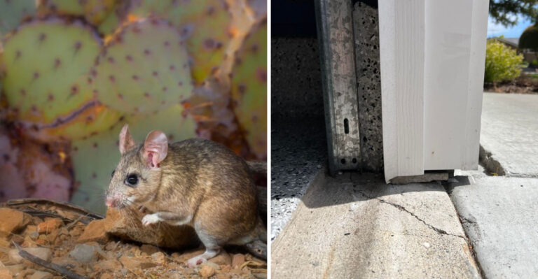 What Arizona Homeowners Should Know About Packrats Nesting This Summer
