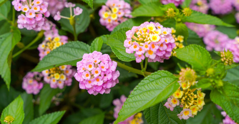 lantana (featured image)