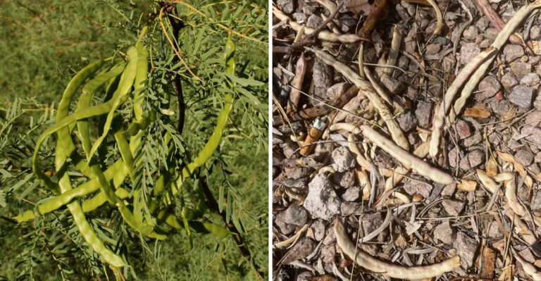 What Arizona Mesquite Seed Pods Falling In Summer Are Actually Trying To Tell You