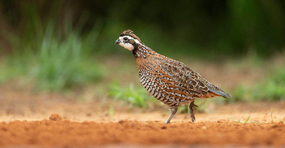 Image Credit: © Dennis W Donohue / Shutterstock