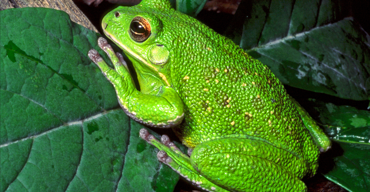 Barking Treefrog