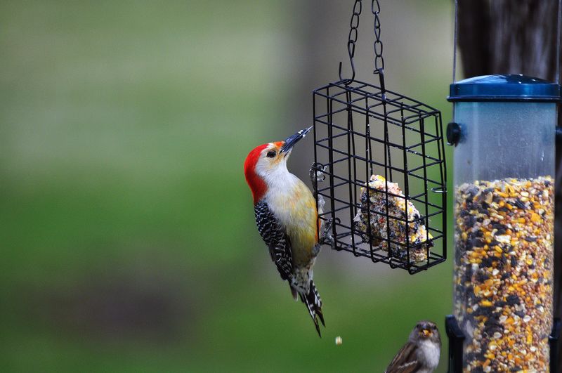 What Attracts Red-Bellied Woodpeckers To Feeders