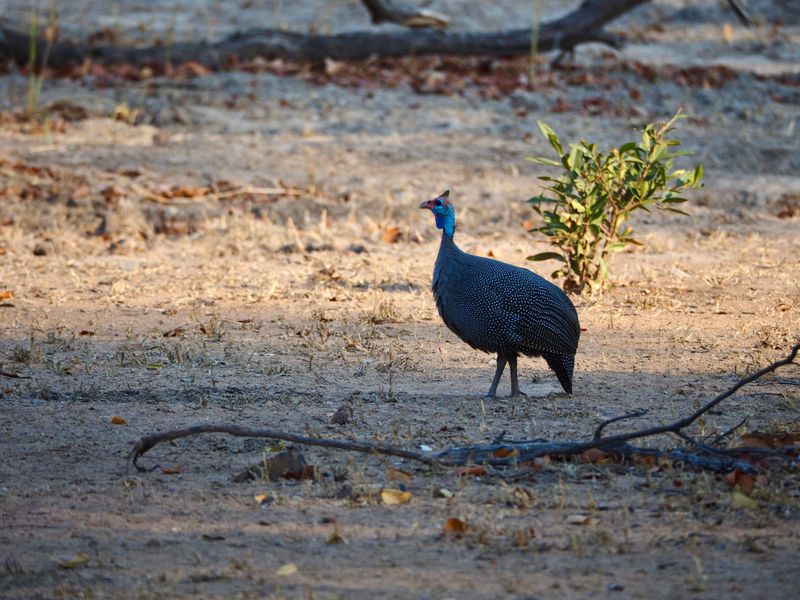 What Bird Is A Natural Tick Deterrent What Bird Is A Natural Tick Deterrent