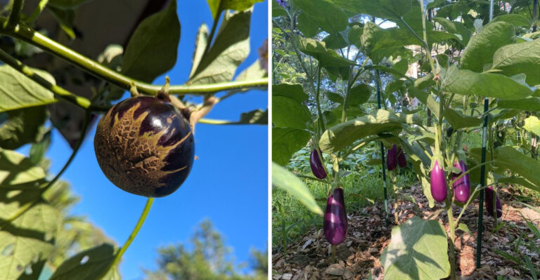 What Blossom End Rot On Your North Carolina Eggplants Is Really Telling You About Your Watering