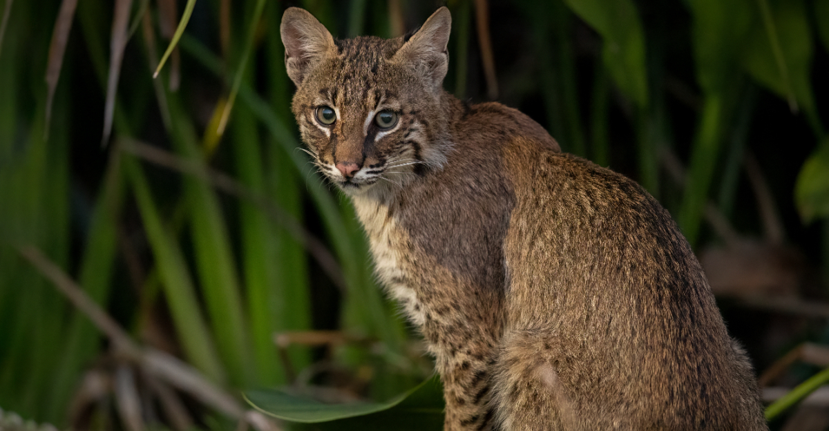 Bobcat (featured image)