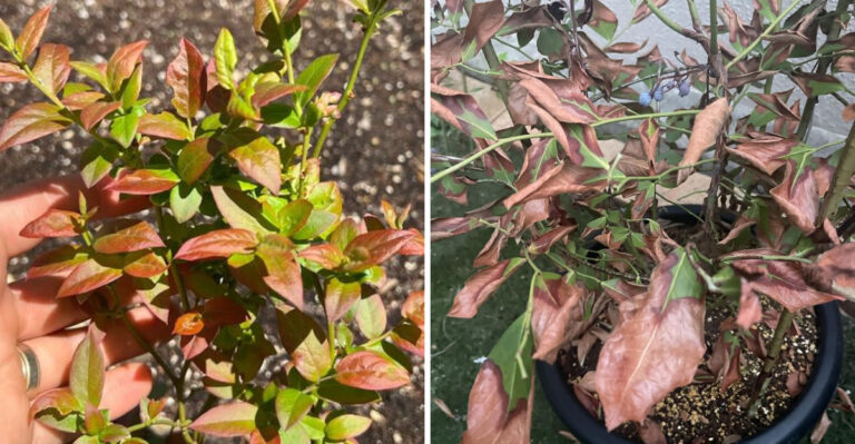 What Bronze Leaves On North Carolina Blueberry Bushes Are Telling You In Late Summer