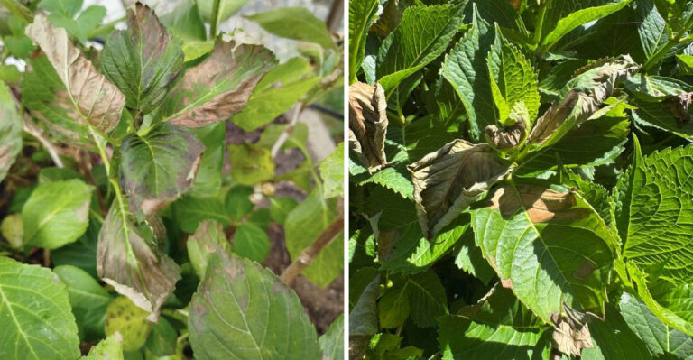 What Brown Edges On North Carolina Hydrangea Leaves Are Telling You In July Heat