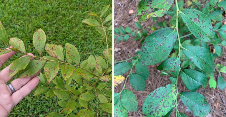 What Brown Spots On North Carolina Blueberry Leaves Mean After Harvest