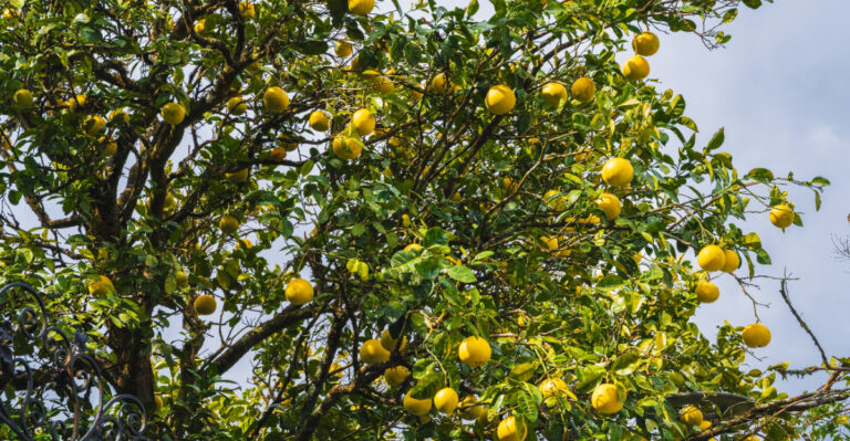 What California Citrus Owners Should Check After A Sudden Heat Spike