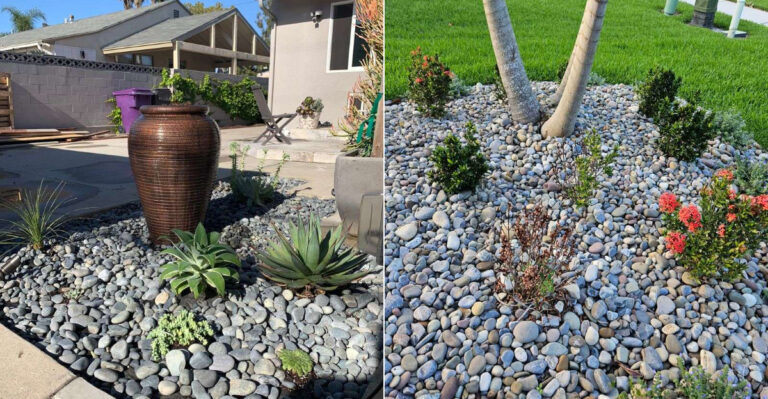 What California Gardeners Should Know Before Using Pebbles Around Plants