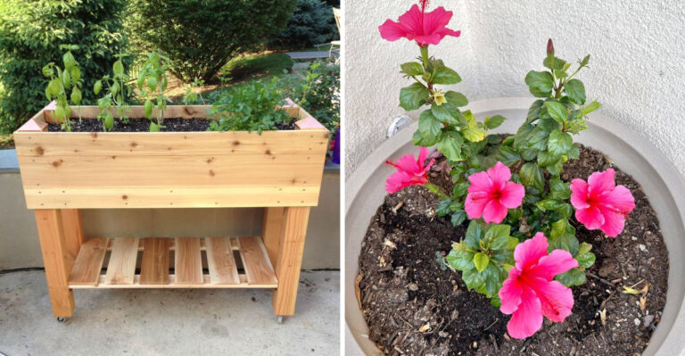 What California Gardeners Should Move Before A Heat Dome Arrives
