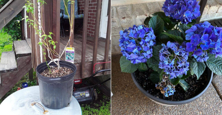 What California Gardeners Should Stop Planting In Black Plastic Pots