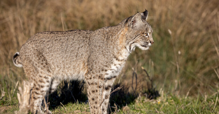 What California Homeowners Should Do If A Bobcat Shows Up In The Yard