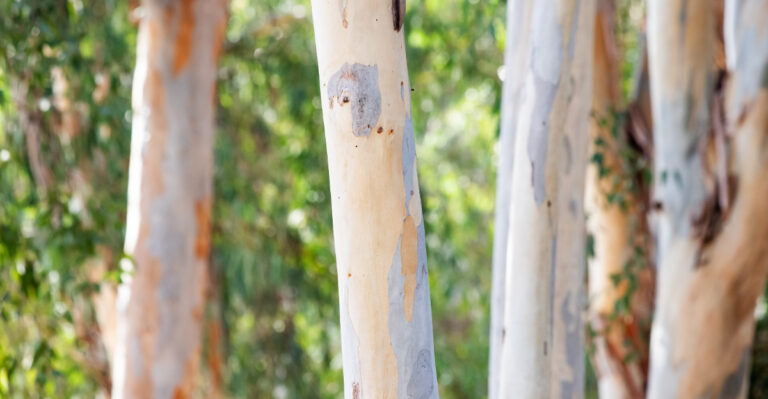 What California Homeowners Should Know Before Planting A Eucalyptus Tree
