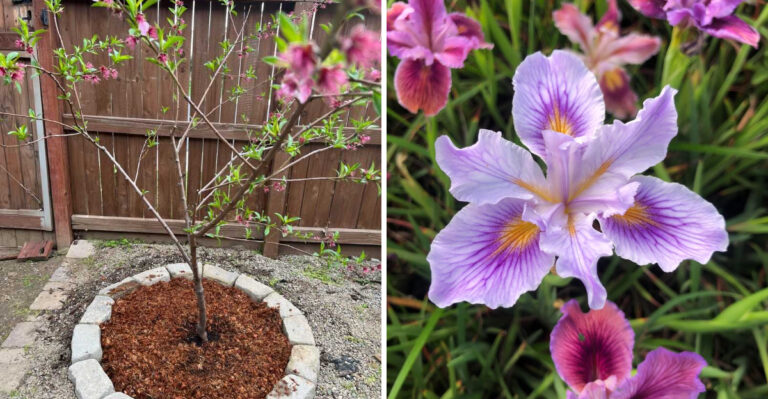 What California Homeowners Should Water In July And What Can Safely Go Dormant