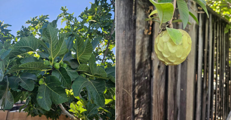 What California Law Actually Says About Trimming A Neighbor’s Overhanging Fruit