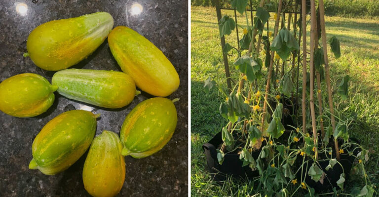 What Causes Bitter Cucumbers In Georgia Gardens And How To Stop It From Ruining The Harvest