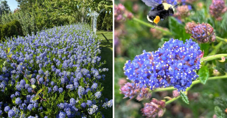 What Causes California Ceanothus To Collapse After A Few Years