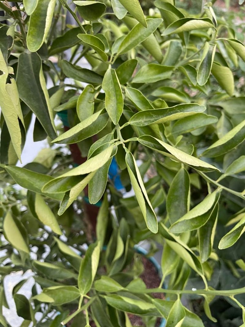 What Causes Citrus Leaves To Curl In California Summers