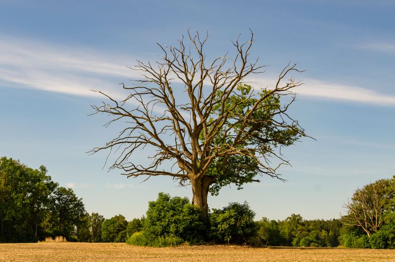 What Causes Oak Wilt In Texas Oaks What Causes Oak Wilt In Texas Oaks