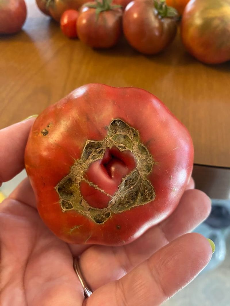 What Causes That Dark Spot On Your Tomatoes