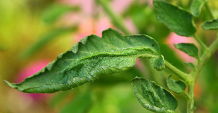 What Causes Tomato Leaves To Curl In Early Summer