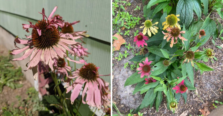 What Chewed Coneflower Petals In Michigan Are Telling You About Late-Summer Pests
