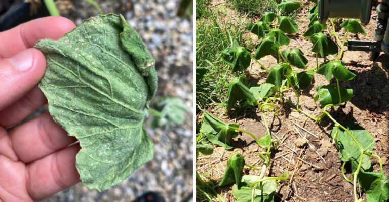 What Curling Cucumber Leaves In North Carolina Mean When It Isn’t Just Lack Of Water