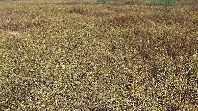 What Damage Looks Like In The Field What Damage Looks Like In The Field