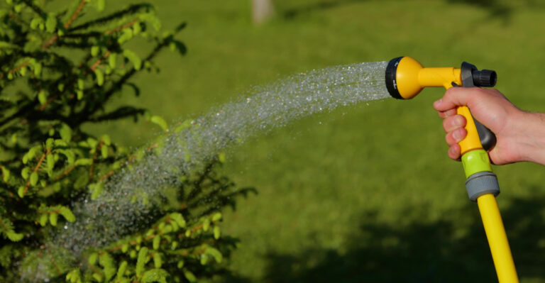 What Deep Watering Really Means For Texas Trees During This Heat Warning