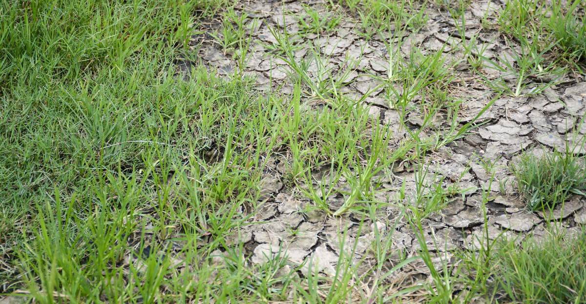 cracked soil lawn