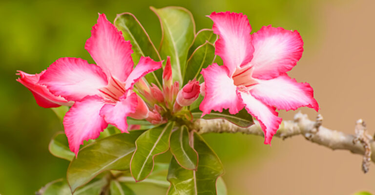 Desert Rose (featured image)