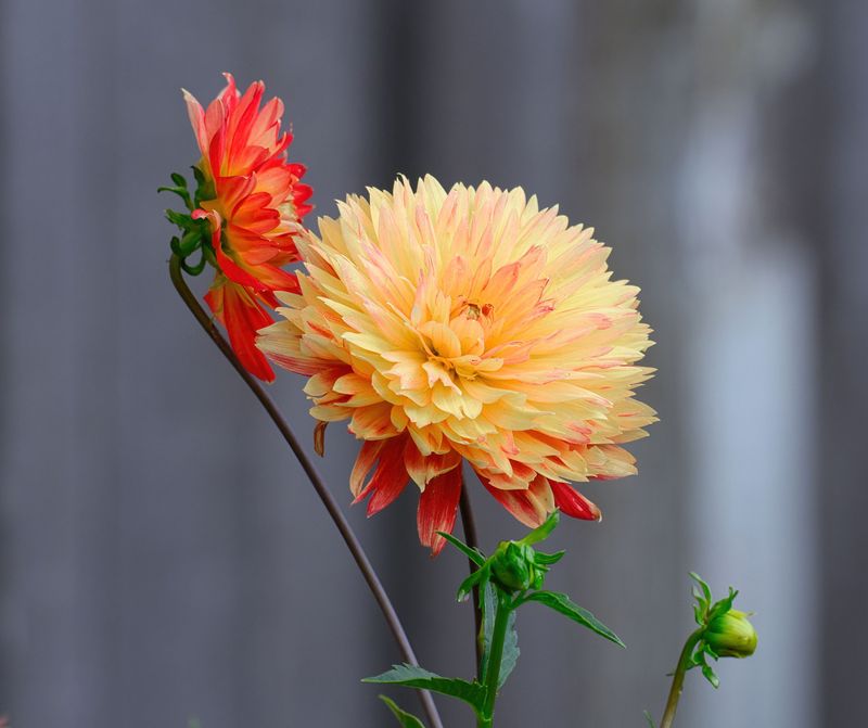 What Disbudding Actually Means For Dahlias