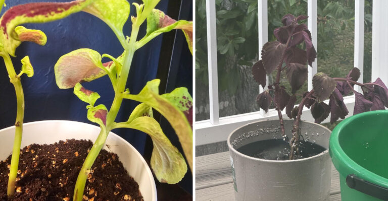 What Drooping Coleus Leaves In North Carolina Pots Are Telling You About Water, Roots, And Sun