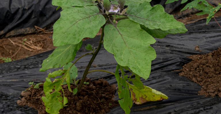 drooping eggplant