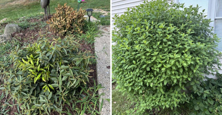 What Drooping Leaves On Wet North Carolina Shrubs Are Really Telling You After A Storm