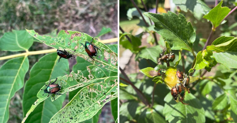 What Dry Weather Means For Japanese Beetles In Pennsylvania Gardens This July