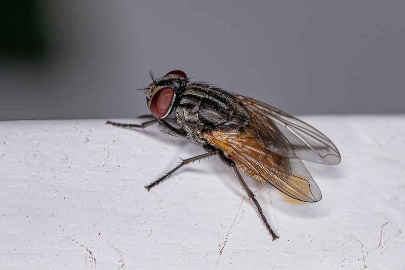 What Else Actually Keeps Flies Away What Else Actually Keeps Flies Away