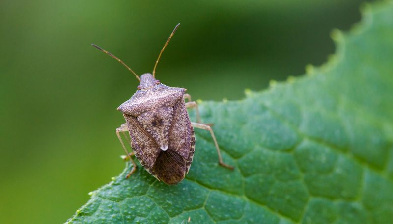 What Else Actually Keeps Stink Bugs Out