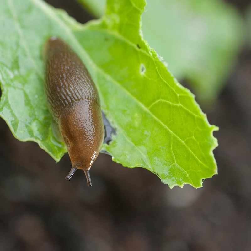 What Else To Do If Slugs Keep Showing Up What Else To Do If Slugs Keep Showing Up