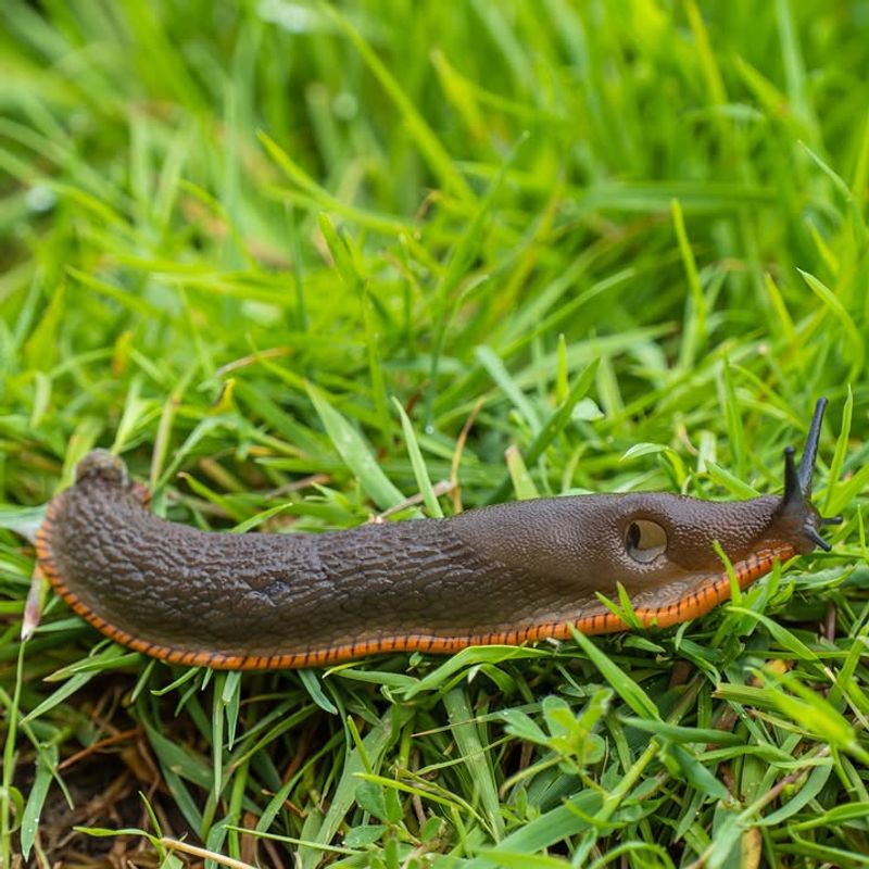 What Else To Do If Slugs Keep Showing Up