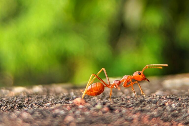 fire ant