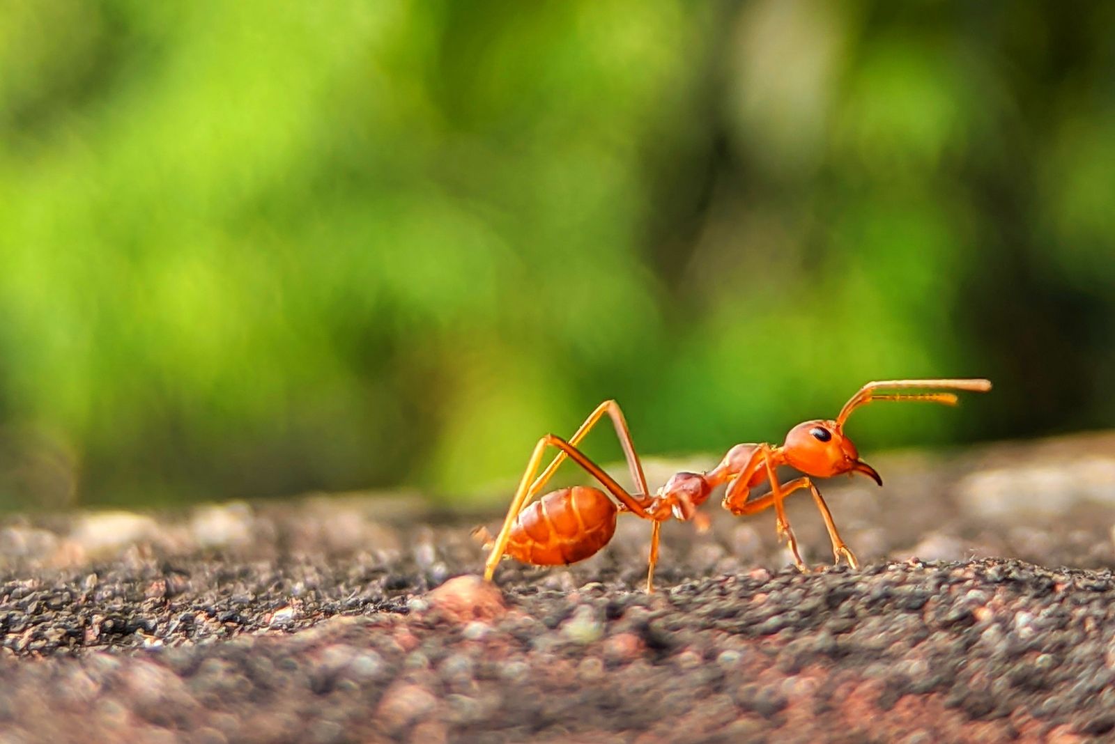 fire ant